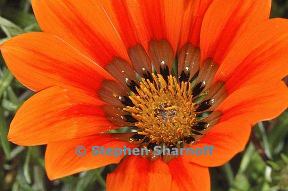 gazania krebsiana 3 graphic